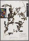 Foto von Salix appendiculata Vill. x Salix purpurea L.